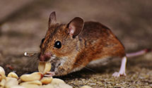 24 Hour & Emergency Exterminators in Wheaton, IL